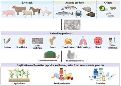 Valorization of animal waste proteins for agricultural, food production, and medicinal applications